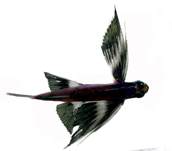 Cheilopogon exsiliens_03